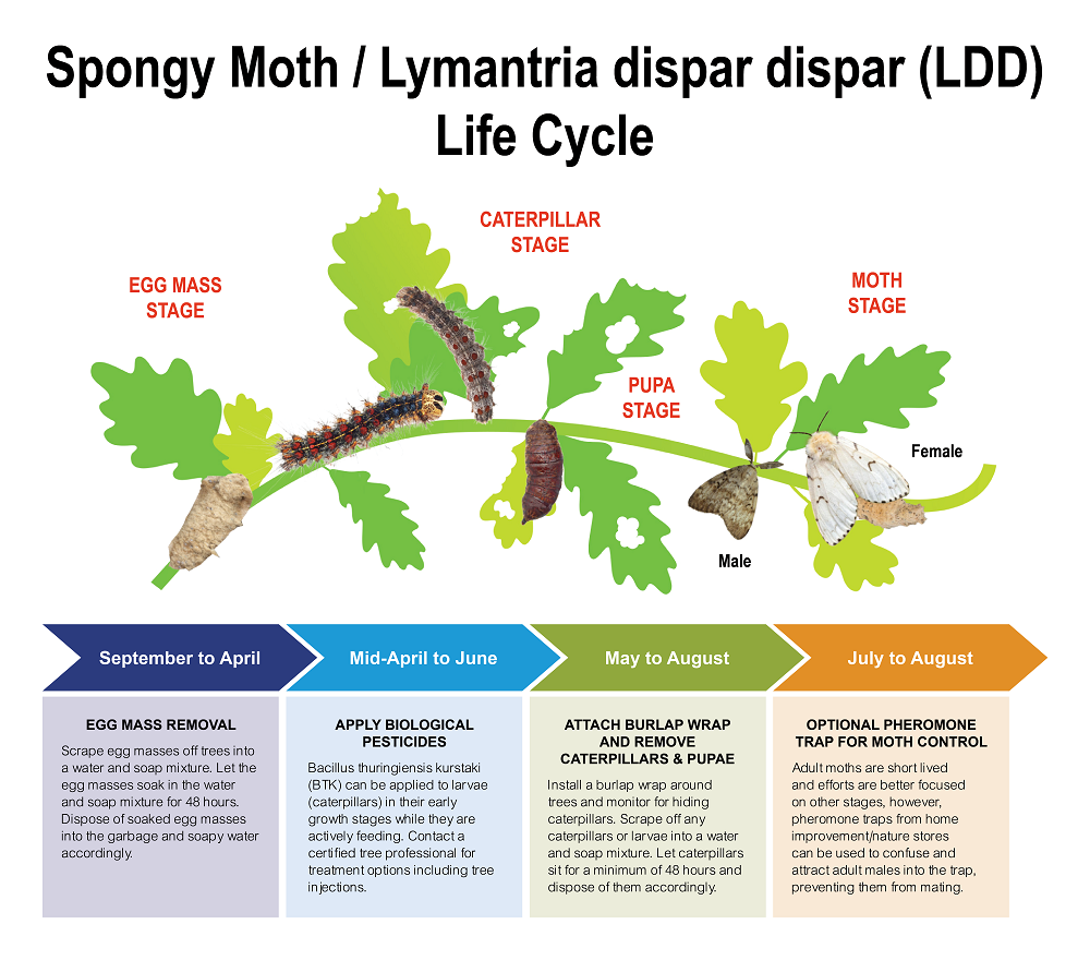 Spongy moth life cycle