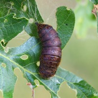 Pupa Stage on LDD Moths